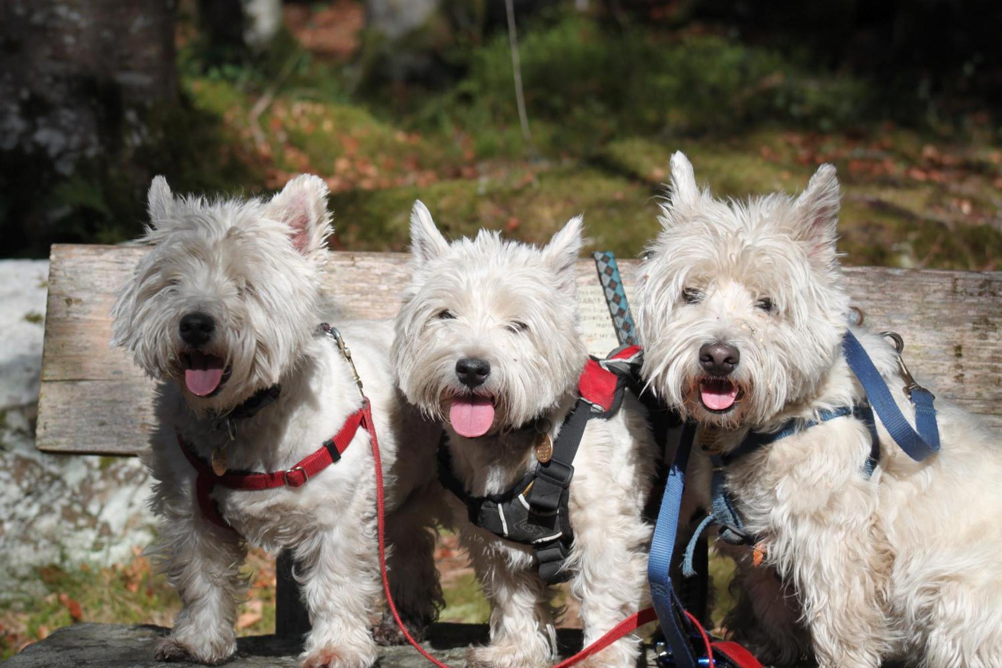 Craik Na Dav B&B Invermoriston Ngoại thất bức ảnh